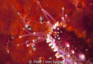 Reaching Out
Starfish reaching out to amphipods by Peet J Van Eeden 
